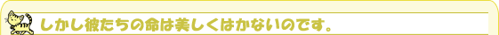 しかし彼たちの命は美しくはかないのです。